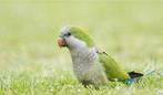 gezocht, Dieren en Toebehoren, Vogels | Parkieten en Papegaaien, Meerdere dieren, Dwergpapegaai of Agapornis
