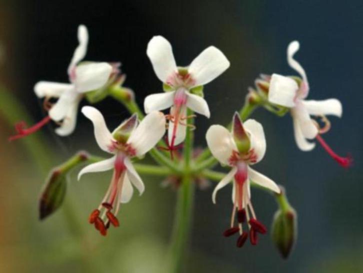 Caudex Pelargonium Carnosum uit Zuid Afrika. Potmaat 17 cm., Huis en Inrichting, Kamerplanten, Overige soorten, Minder dan 100 cm