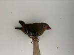 Groene druppel astrilde - mandingoa nitidula schlegeli, Meerdere dieren, Tropenvogel, Geringd