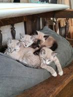 Kittens 1 katertje en nog 2 poesjes, Meerdere dieren, 0 tot 2 jaar