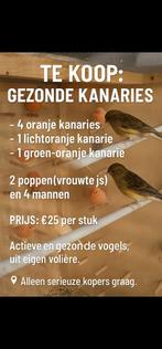 Kanaries