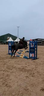 Super leuke D pony van alle markten thuis, Dieren en Toebehoren, Pony's, Merrie, Met stamboom, B, 7 tot 10 jaar