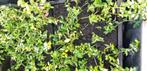 Euonymus wintergroen kardinaals muts, Ophalen, Bodembedekkers, Vaste plant, Bloeit niet