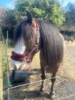 Lieve Pony te koop, Dieren en Toebehoren, Paarden, Merrie, Minder dan 160 cm, Recreatiepaard