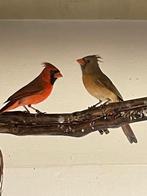 Koppel Rode Kardinalen, Dieren en Toebehoren, Meerdere dieren, Tropenvogel, Geringd