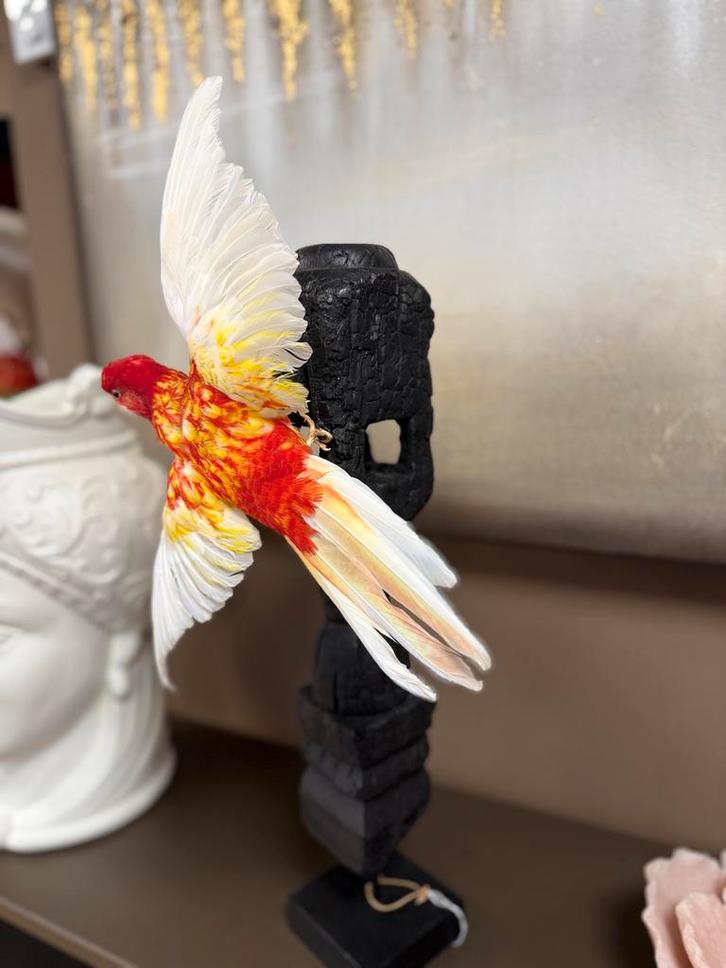 Opgezette Parkiet - Kleurrijk Decoratie, Verzamelen, Dierenverzamelingen, Zo goed als nieuw, Ophalen of Verzenden