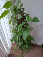 Drakenklimop (Epipremnum aureum), Ophalen, Vaste plant, Bloeit niet, Halfschaduw