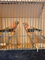 Koppel roze(opaline) bourke's parkieten, Dieren en Toebehoren, Vogels | Parkieten en Papegaaien, Meerdere dieren