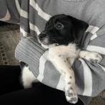 Puppies te koop | Groningen, Dieren en Toebehoren, Honden | Jack Russells en Terriërs, Jack Russell Terriër, 8 tot 15 weken, Meerdere