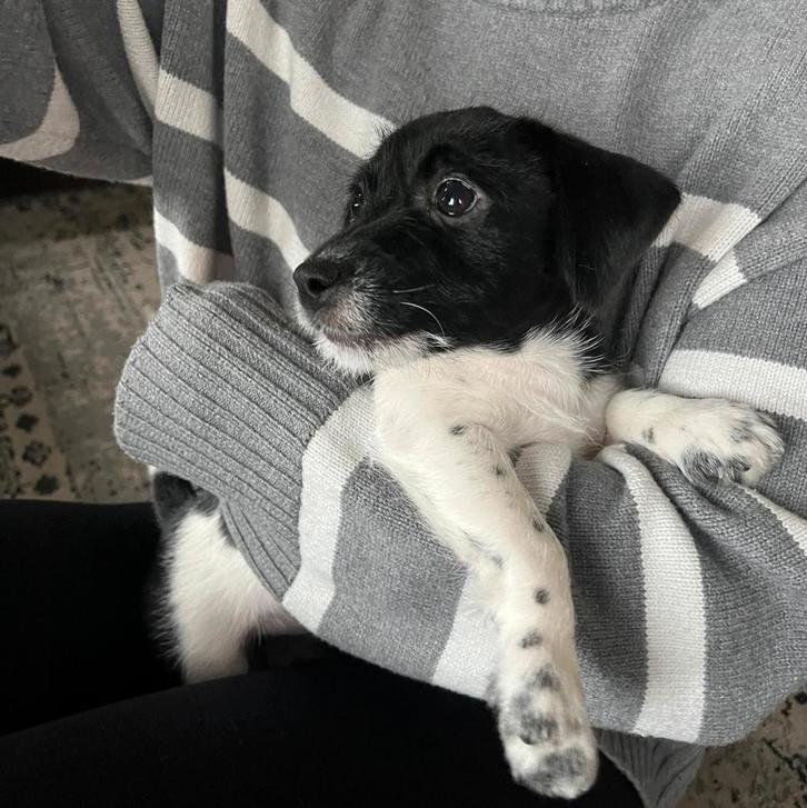 Puppies te koop | Groningen, Dieren en Toebehoren, Honden | Jack Russells en Terriërs, Meerdere dieren, Jack Russell Terriër, Particulier