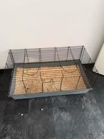 Konijn, Dieren en Toebehoren, Konijnen