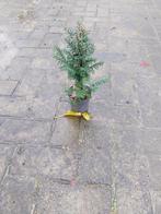 Taxus Baccata Plantgoed P9 - Restpartij, Tuin en Terras, Planten | Bomen, Bloeit niet, Overige soorten, Minder dan 100 cm, Ophalen