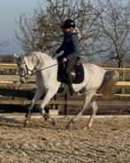 Arabische volbloeds/ Arabier, Dieren en Toebehoren, Paarden, Merrie, Minder dan 160 cm, Met stamboom, Niet van toepassing