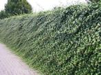 **ACTIE** Klimop, 50 cm, Hedera hibernica klimplant groen, Vaste plant, Ophalen of Verzenden, Bloeit niet, Halfschaduw
