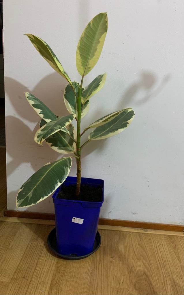 Ficus Elastica, Vaste plant, Halfschaduw, Lente, Ophalen