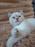 Prachtige raszuivere britse korthaar kittens beige, Dieren en Toebehoren, Katten en Kittens | Raskatten | Korthaar, Meerdere dieren