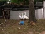 Boerenganzen 15/5/2025, Dieren en Toebehoren, Pluimvee, Meerdere dieren, Gans of Zwaan