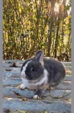 Prachtig lief dwergkonijntje ventje circa 4 maandjes jong!, Vrouwelijk, Dwerg, 0 tot 2 jaar