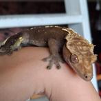 Pet only blackline wimpergekko / crested gecko man, Hagedis, Tam, 3 tot 6 jaar