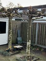 Dakplatanen - twee stuks 250 cm, Bloeit niet, Dakboom, 250 tot 400 cm, Ophalen