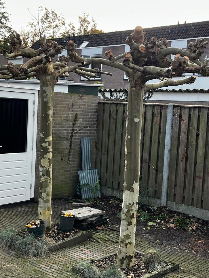 Dakplatanen - twee stuks 250 cm, Tuin en Terras, Planten | Bomen, Dakboom, 250 tot 400 cm, Volle zon, Bloeit niet, Ophalen