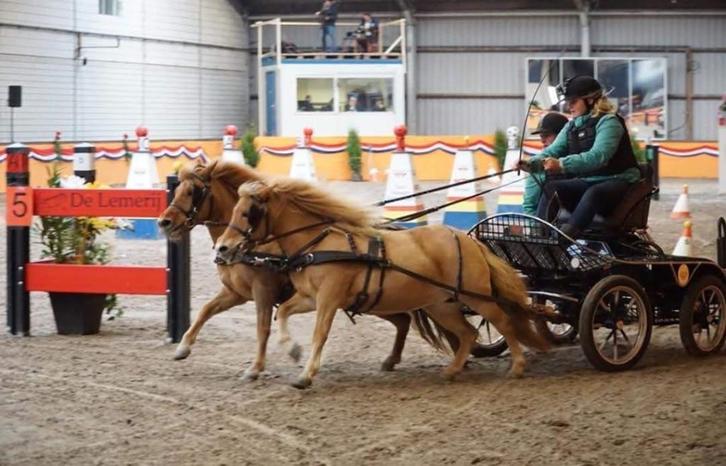 Zeer brave lease pony’s aangeboden!, Dieren en Toebehoren, Stalling en Weidegang