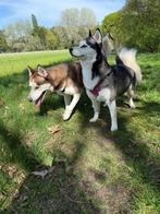 Husky puppy’s, Poolhond, Meerdere, Meerdere dieren, Nederland