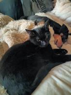 2 zussen van half jaartje oud, Dieren en Toebehoren, Katten en Kittens | Raskatten | Korthaar, Poes