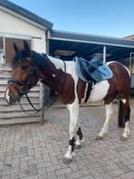 Pony D/E, Dieren en Toebehoren, Pony's, Ruin, Recreatiepony