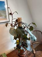 Philodendron Pink Princess, Ophalen, Overige soorten, In pot, Minder dan 100 cm