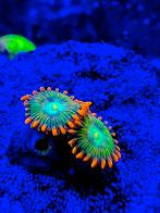 Zoanthus koraal stekken, Dieren en Toebehoren, Overige typen, Zoutwatervis