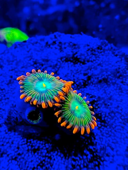 Zoanthus koraal stekken, Dieren en Toebehoren, Vissen | Aquariumvissen, Zoutwatervis, Overige typen