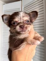 Chihuahua the koop, Reu, 8 tot 15 weken, Eén hond, Chihuahua