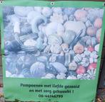 Pompoenen, Ophalen, Zo goed als nieuw