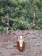 Schedel edelhert met xxl gewei opgezette taxidermy kerst, Verzamelen, Dierenverzamelingen, Ophalen, Hert, Schedel