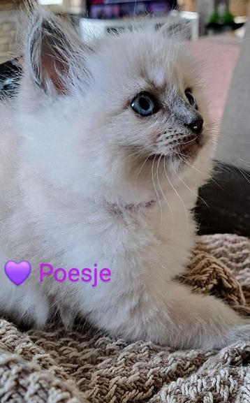  Prachtige ragdoll kittens 100% raszuiver  beschikbaar voor biedingen