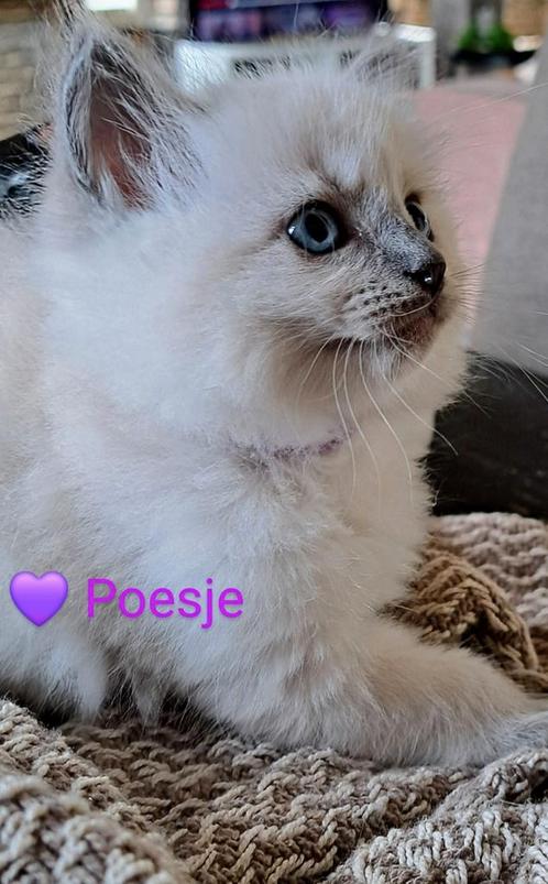 Prachtige ragdoll kittens 100% raszuiver, Dieren en Toebehoren, Katten en Kittens | Raskatten | Langhaar, Poes, Met stamboom, Gechipt