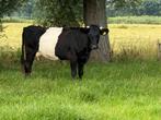 Lakenvelder koe te koop, Dieren en Toebehoren, Runderen, Vrouwelijk