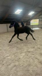 Apart mooi fries hengsten veulen vader onbekend! M jehannes, Dieren en Toebehoren, Paarden, B, Gechipt, Dressuurpaard, 0 tot 2 jaar