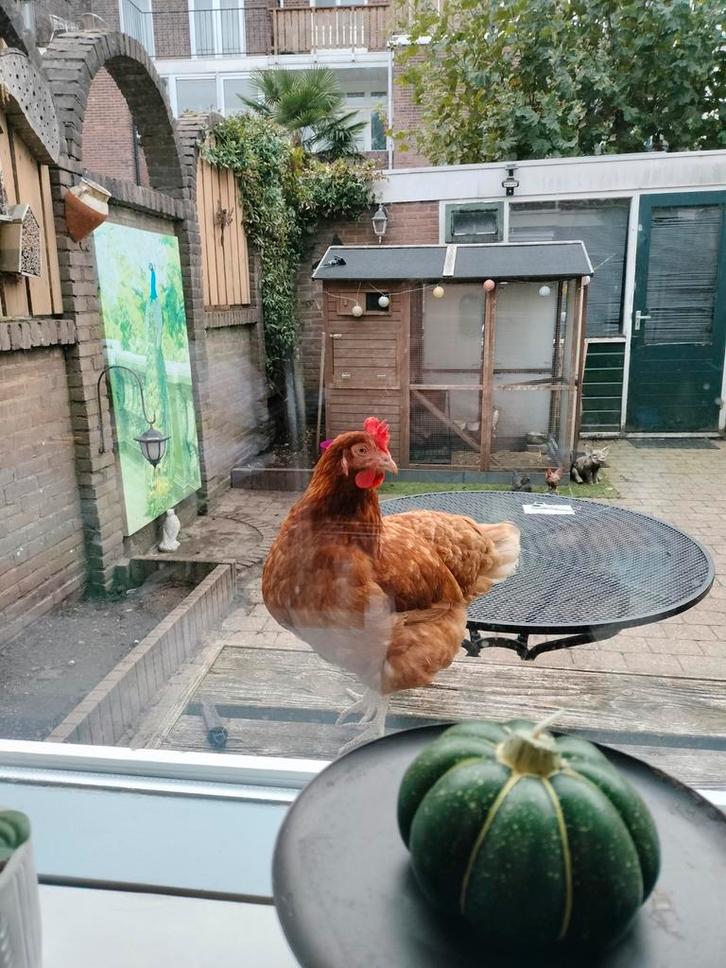 Gezocht!!, Dieren en Toebehoren, Vogels | Hokken en Kooien, Ophalen