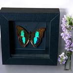 Taxidermie opgezette vlinder doxocopa cherubina in 3D lijst, Verzamelen, Dierenverzamelingen, Ophalen of Verzenden, Nieuw, Insect