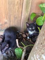 3 babykittens te koop voor €30 per kitten.