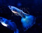 Blue moscow guppen , guppie , guppy ras guppen, Dieren en Toebehoren, Vis