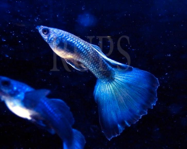 Blue moscow guppen , guppie , guppy ras guppen, Dieren en Toebehoren, Vissen | Aquariumvissen, Vis
