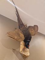 opgezette Fazant, Verzamelen, Dierenverzamelingen, Ophalen, Vogel, Opgezet dier