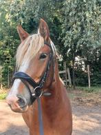 Mooie, energieke D-Pony te koop, Dieren en Toebehoren, Pony's, Merrie, Recreatiepony