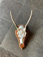 Schedel op houten schild voor een jachttrofee, Ophalen, Zo goed als nieuw, Schedel