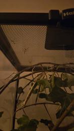 Gratis nog kleine wandelende takken, Wandelende tak