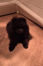 Pomeriaan pups 1 zwart eeutje 1 zwart teefje, Dieren en Toebehoren, Honden | Poolhonden, Keeshonden en Oertypen, Overige rassen