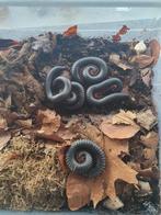Te koop cameroon red legs millipede (miljoenpoot), Dieren en Toebehoren
